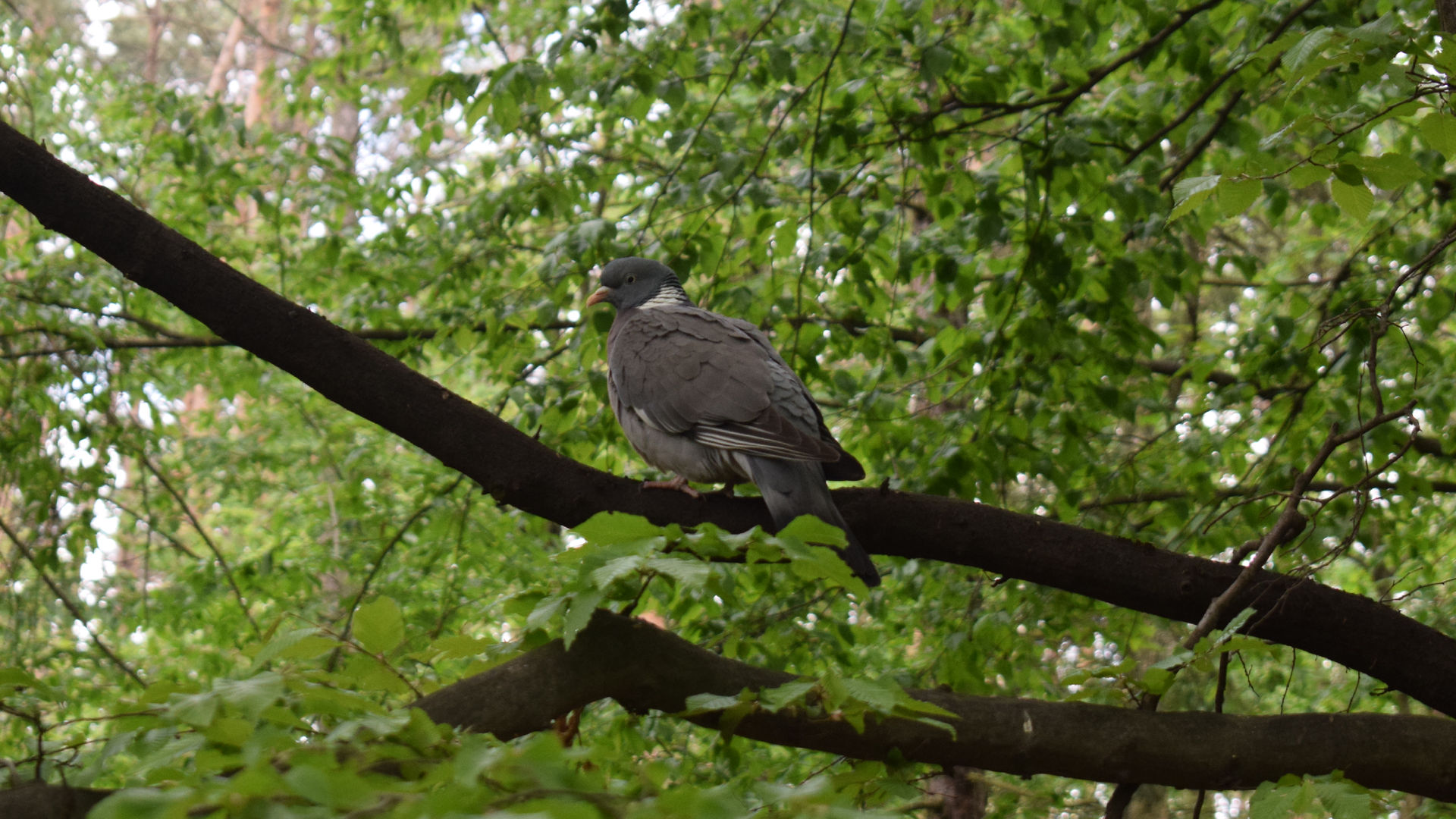 Crow-like Bird - HD Wallpaper 