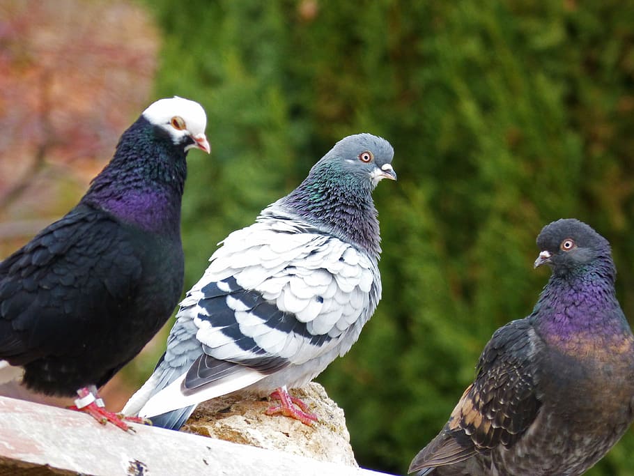 Pigeons, Races, Pigeon Racing, Three Pigeons, Bird, - Pigeon Three - HD Wallpaper 