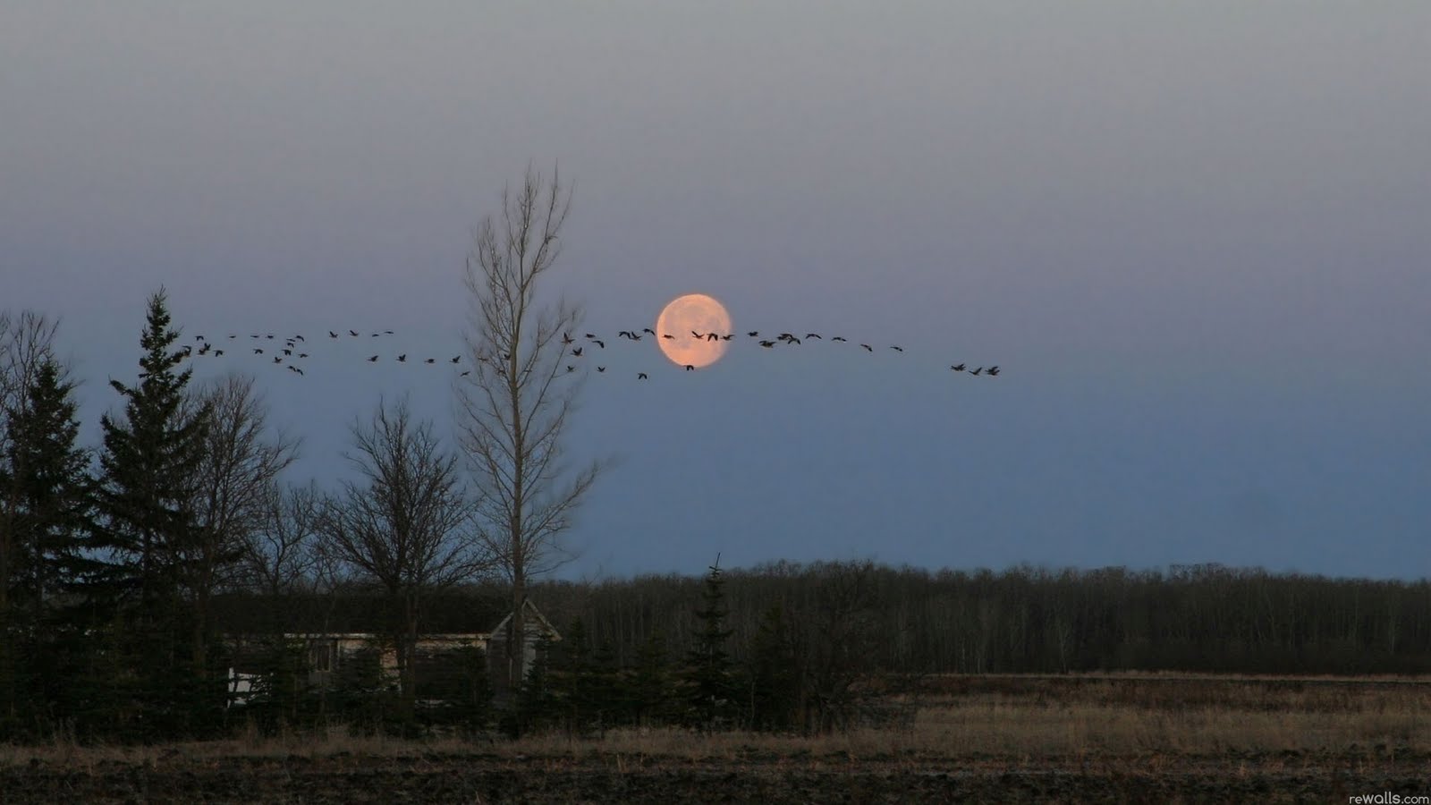 1600x900, Nature - Wallpaper - HD Wallpaper 