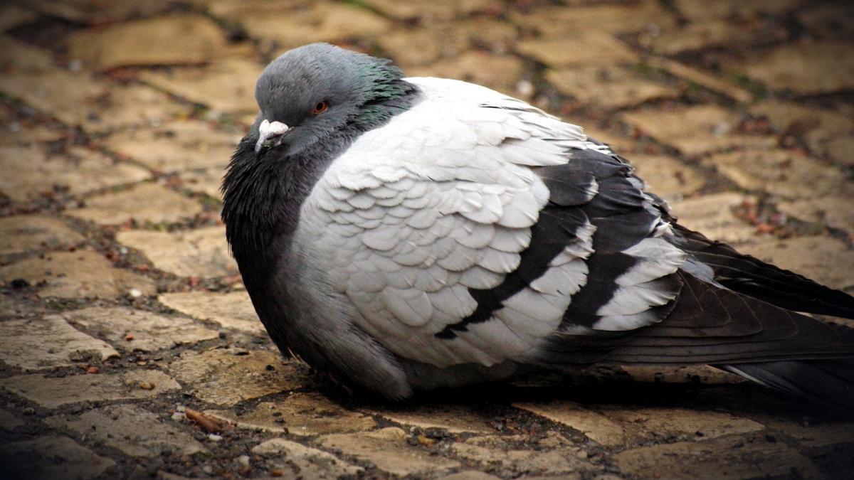 Pigeon Hd Wallpaper 1080p - HD Wallpaper 