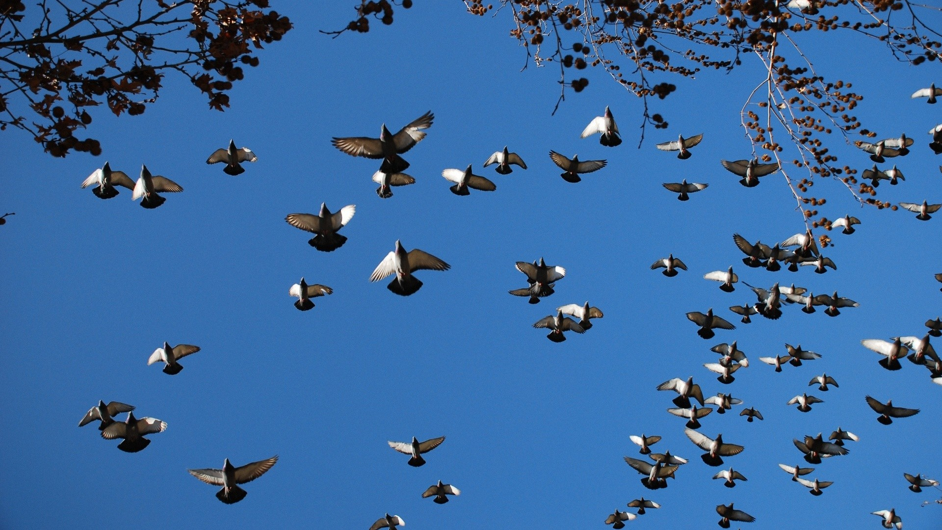 Flying Pigeons - Flying Pigeon Wallpaper Hd - HD Wallpaper 