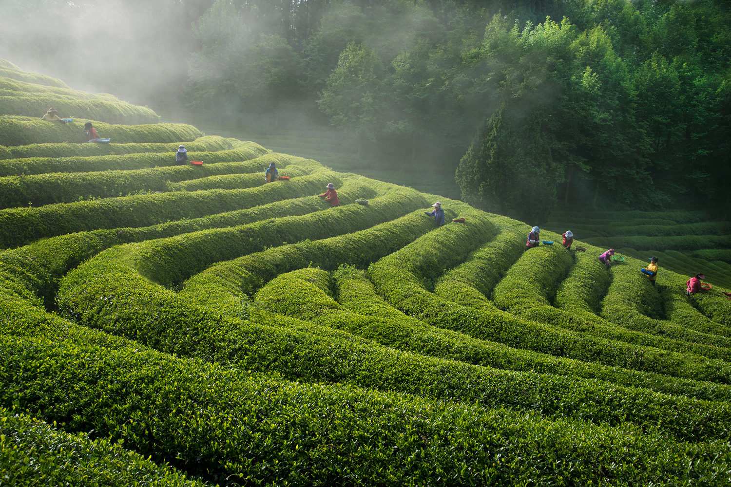 Photo Wallpaper Green Tea Farm - Field - HD Wallpaper 