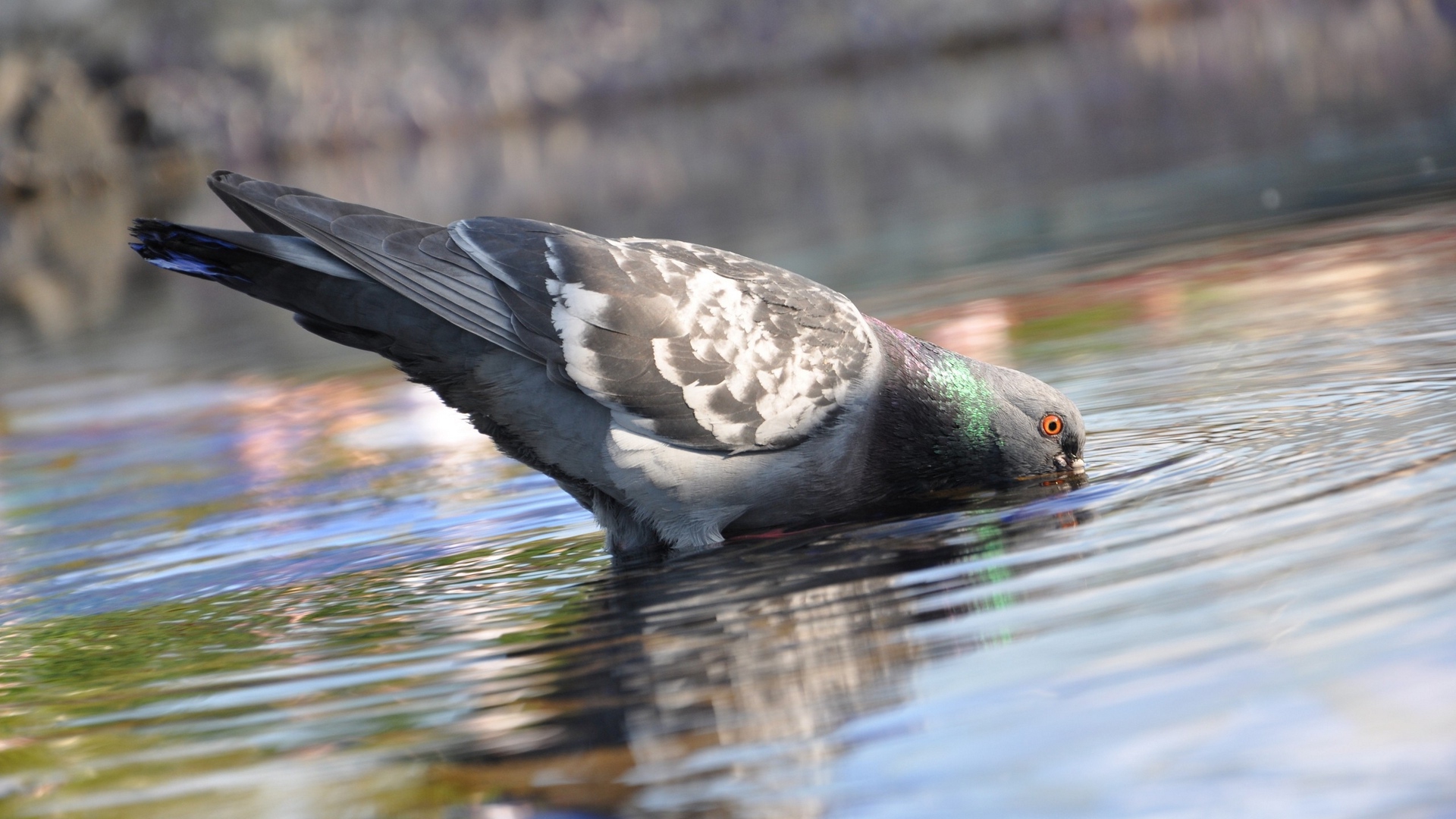 Wallpaper Pigeon, Birds, Water, Bill, Drinking - Birds Drink Water Png - HD Wallpaper 