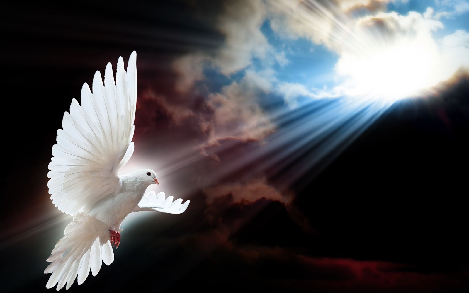 White Pigeon Birds Hd Wallpaper - White Dove - 1600x1000 Wallpaper - White Pigeon Birds Hd Wallpaper - White Dove - 1600x1000 Wallpaper -