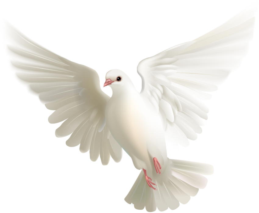White Pigeon Png Transparent - Paloma Blanca En Png - HD Wallpaper 