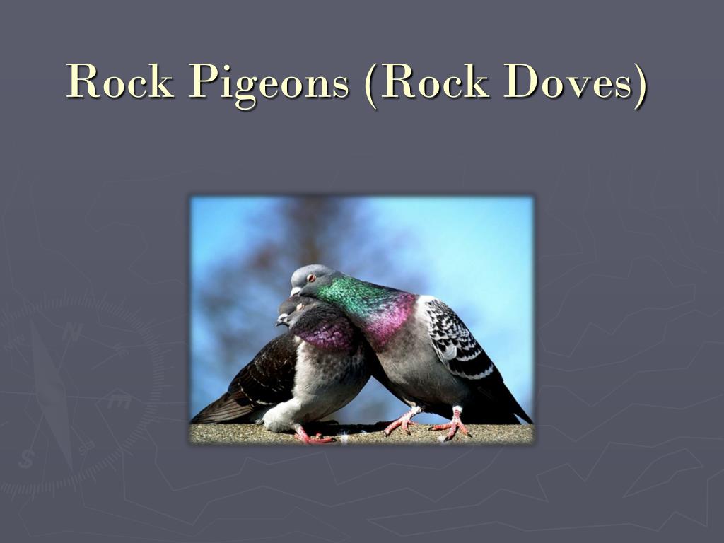 Rock Pigeons Rock Doves L - Pakistan Spy Pigeon Memes - HD Wallpaper 