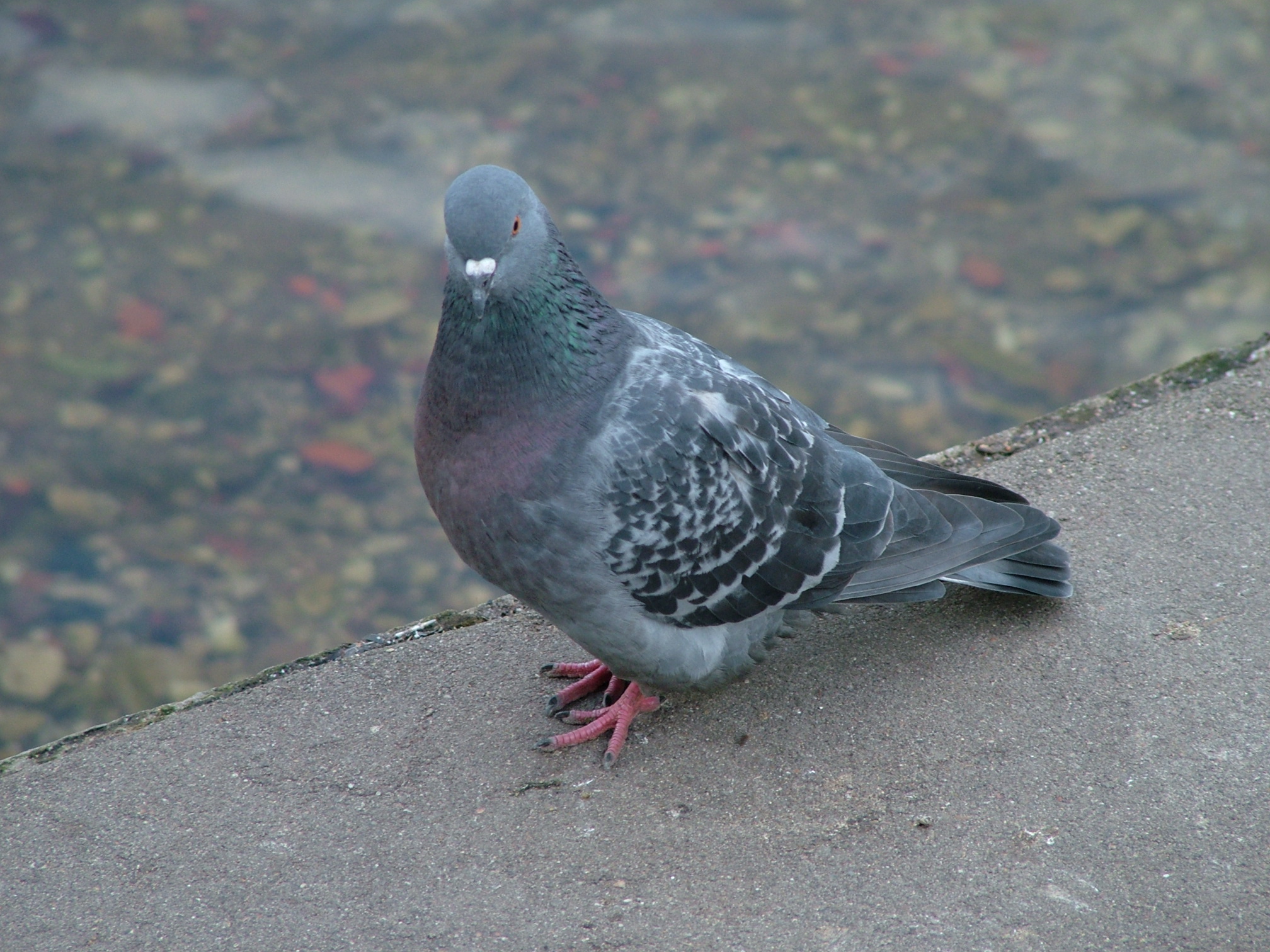 Click This Image To Download Full Resolution Pigeon - Stock Dove - HD Wallpaper 