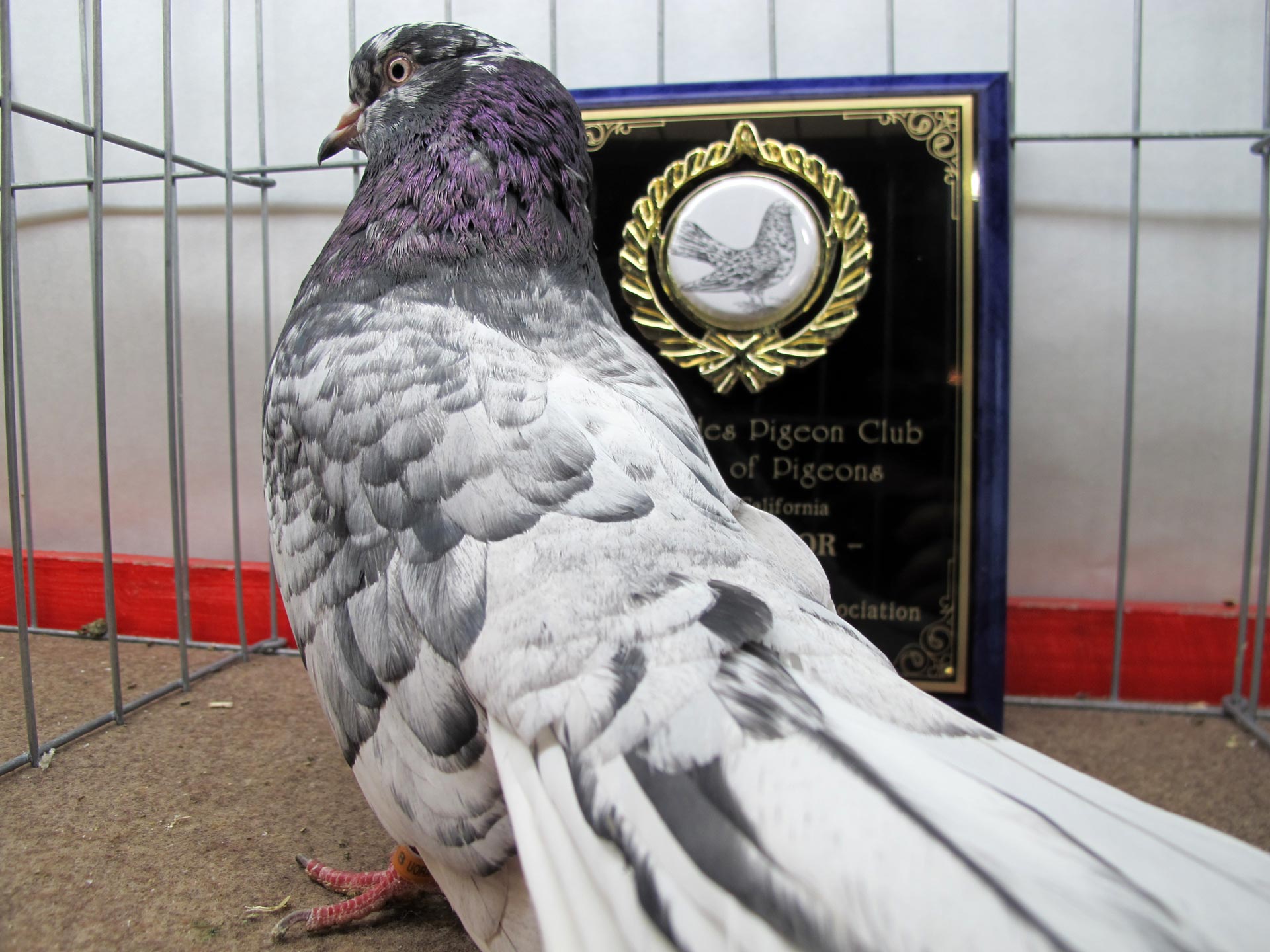 Rock Dove - HD Wallpaper 