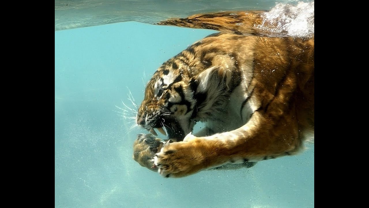 Tiger Diving Into Water - 1280x720 Wallpaper 