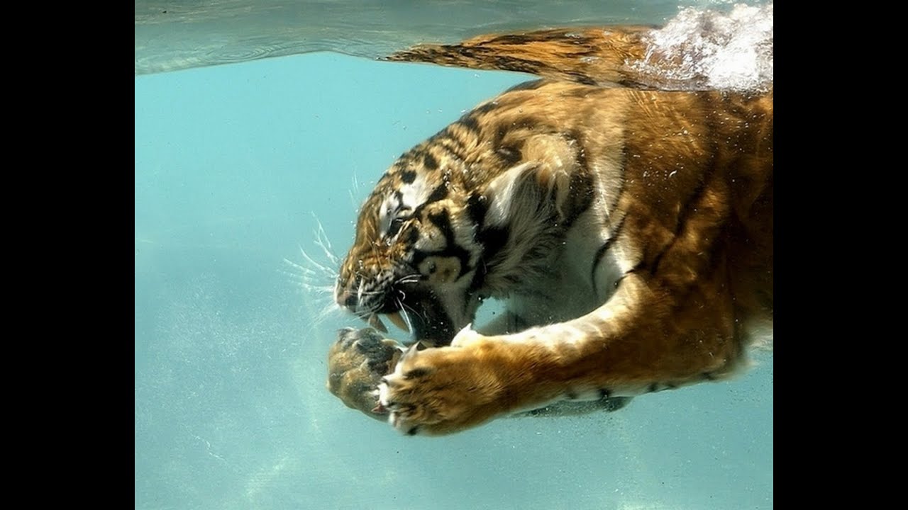 Tiger Diving Into Water - HD Wallpaper 