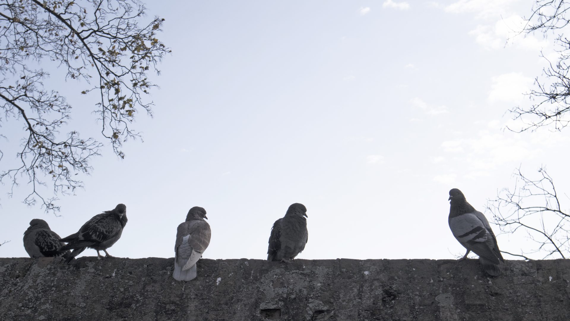 American Crow - HD Wallpaper 