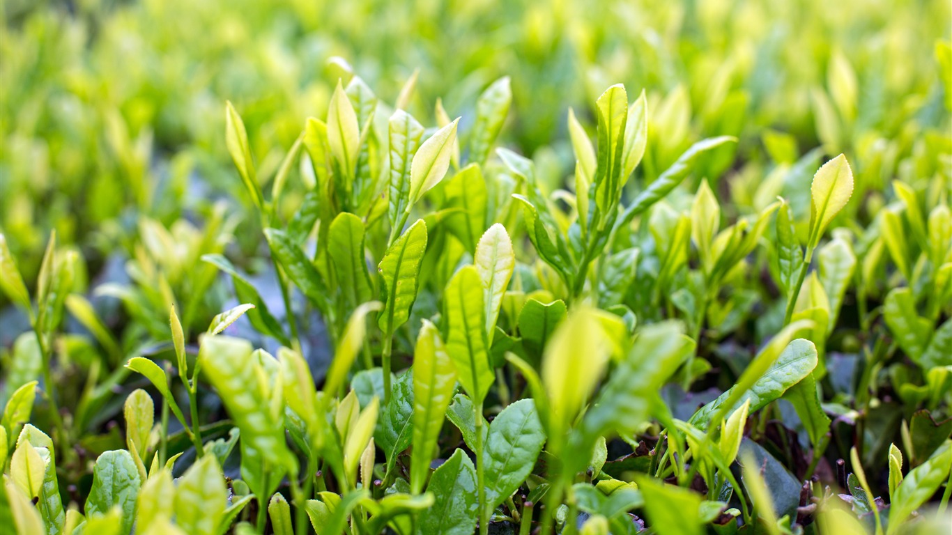 Spring Green Tea Leaves Sunlight Closeup2018 - Tea - HD Wallpaper 