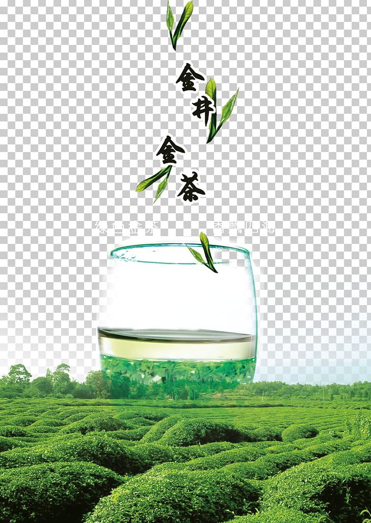 Green Tea Longjing Tea Camellia Sinensis Png, Clipart, - HD Wallpaper 