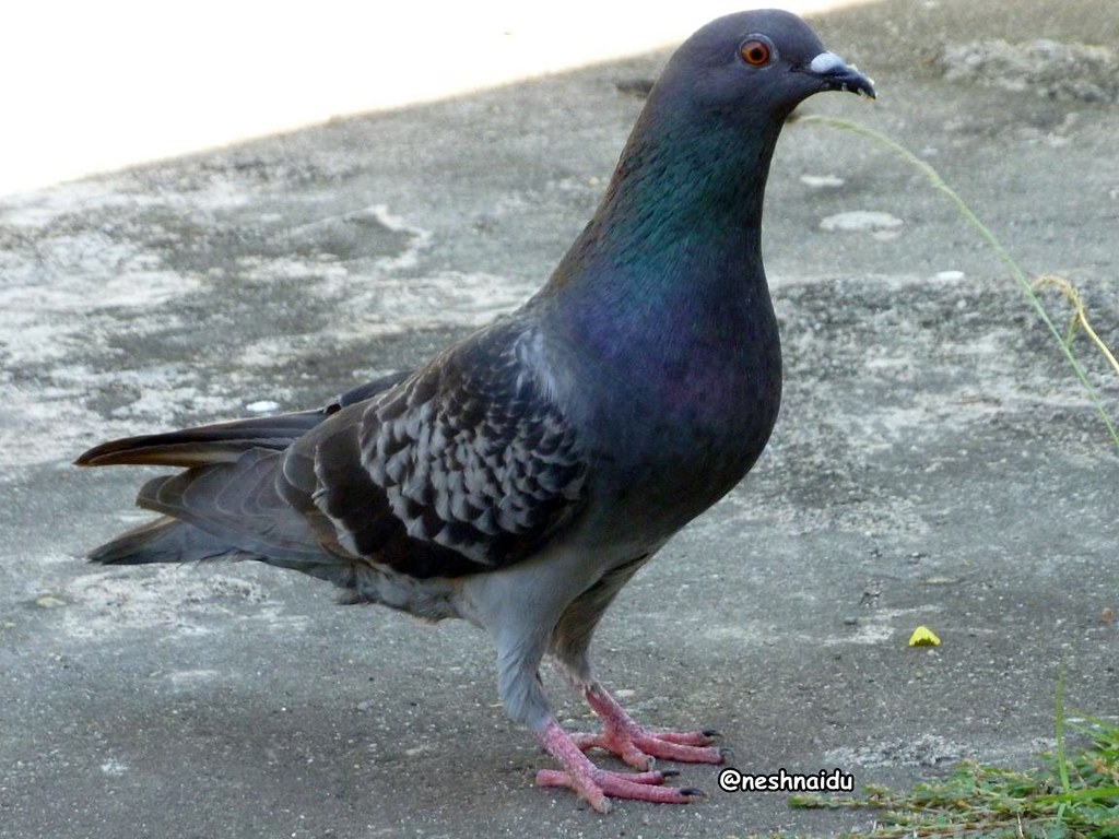 Stock Dove - HD Wallpaper 