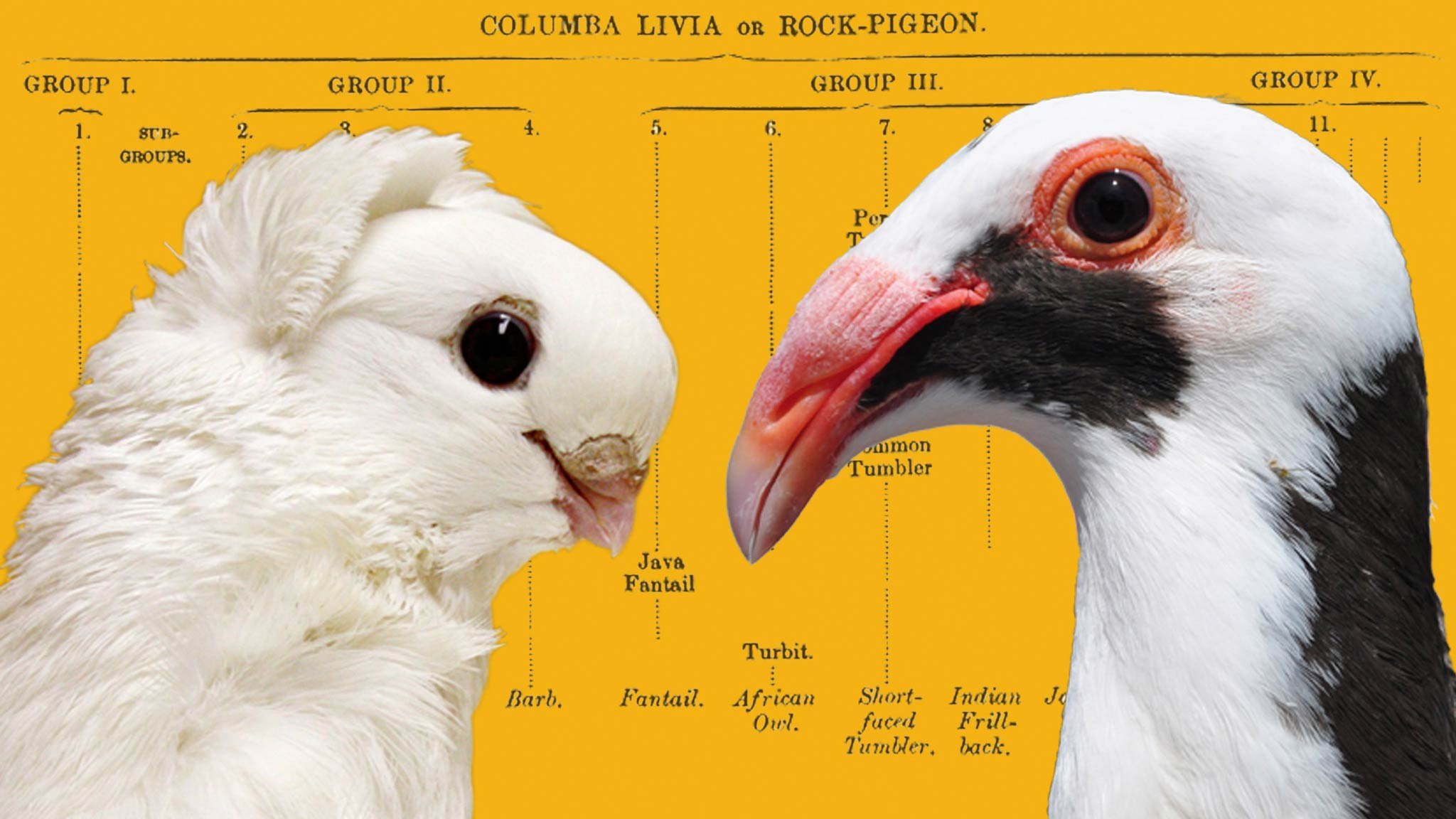 Pigeon Breeds - HD Wallpaper 