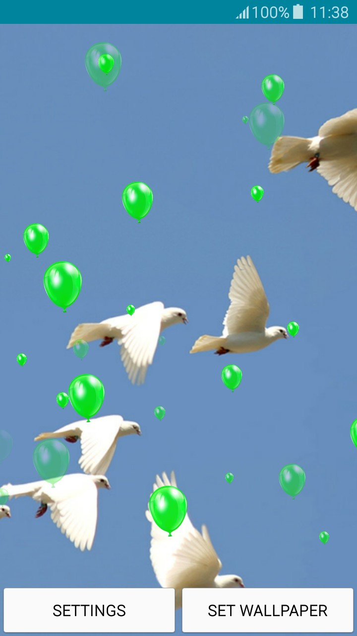 Live Wallpapers Doves - Mallard - HD Wallpaper 