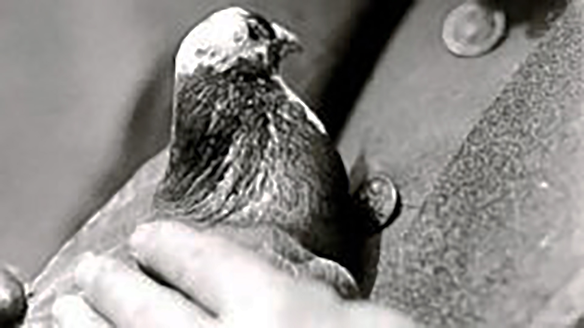 Wwi Pigeons - HD Wallpaper 