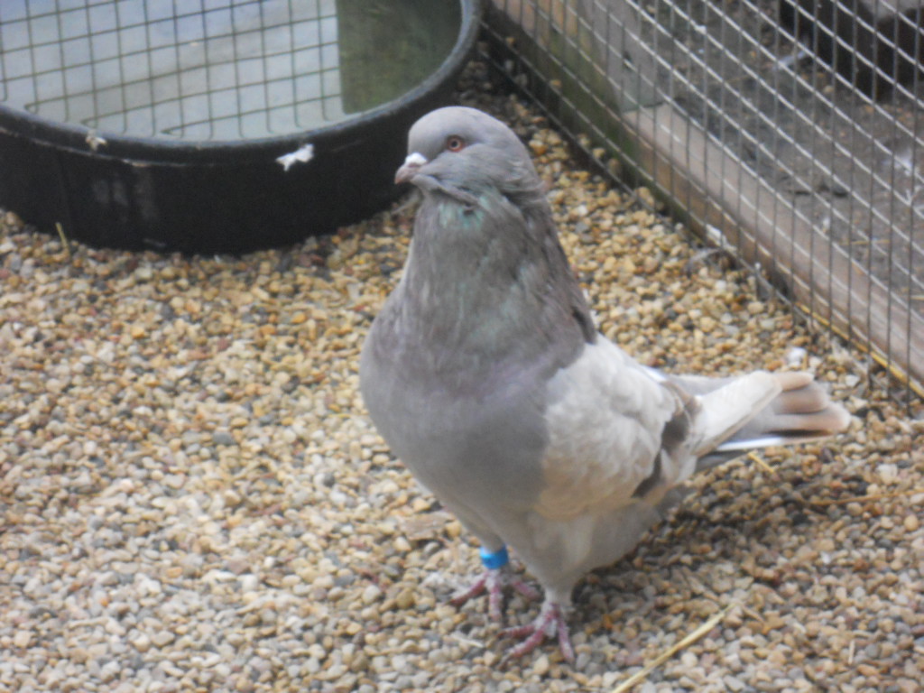 Photo By Michael Kolodziej - Portuguese Tumbler Pigeon - HD Wallpaper 