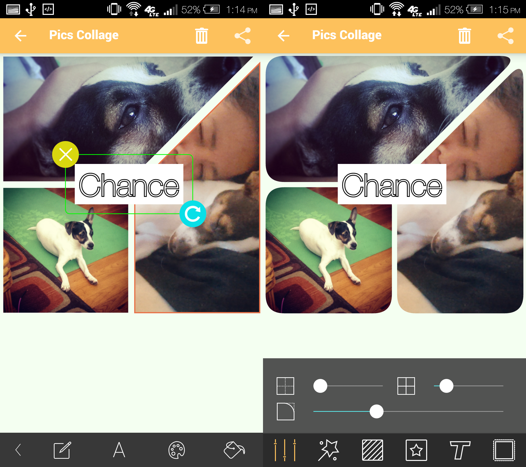 Companion Dog - HD Wallpaper 