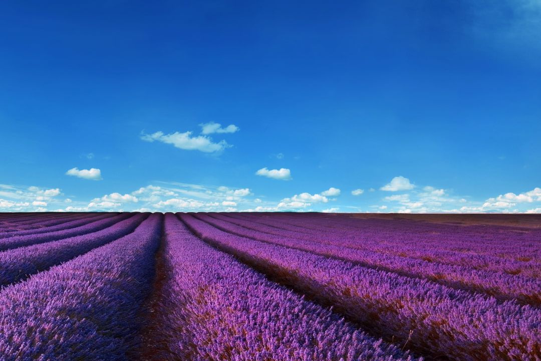 Android, Iphone, Desktop Hd Backgrounds / Wallpapers - Lavender Field Wallpaper 4k - HD Wallpaper 