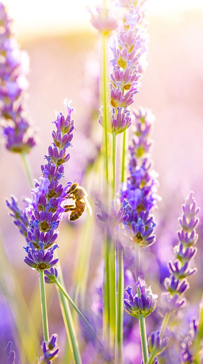 Lavender Iphone Wallpaper Hd - 657x1179 Wallpaper Lavender Iphone Wallpaper Hd - 657x1179 Wallpaper