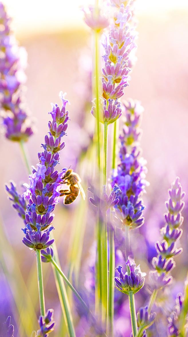 Lavender Iphone Wallpaper Hd - HD Wallpaper 