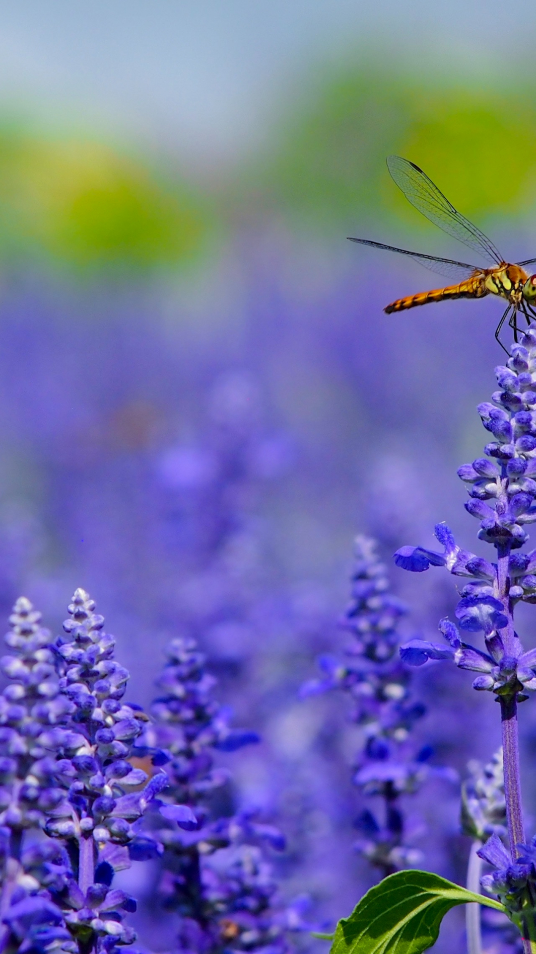 Dragonfly On Lavender Iphone Wallpaper - Secret Of Your Success Is Determined - HD Wallpaper 