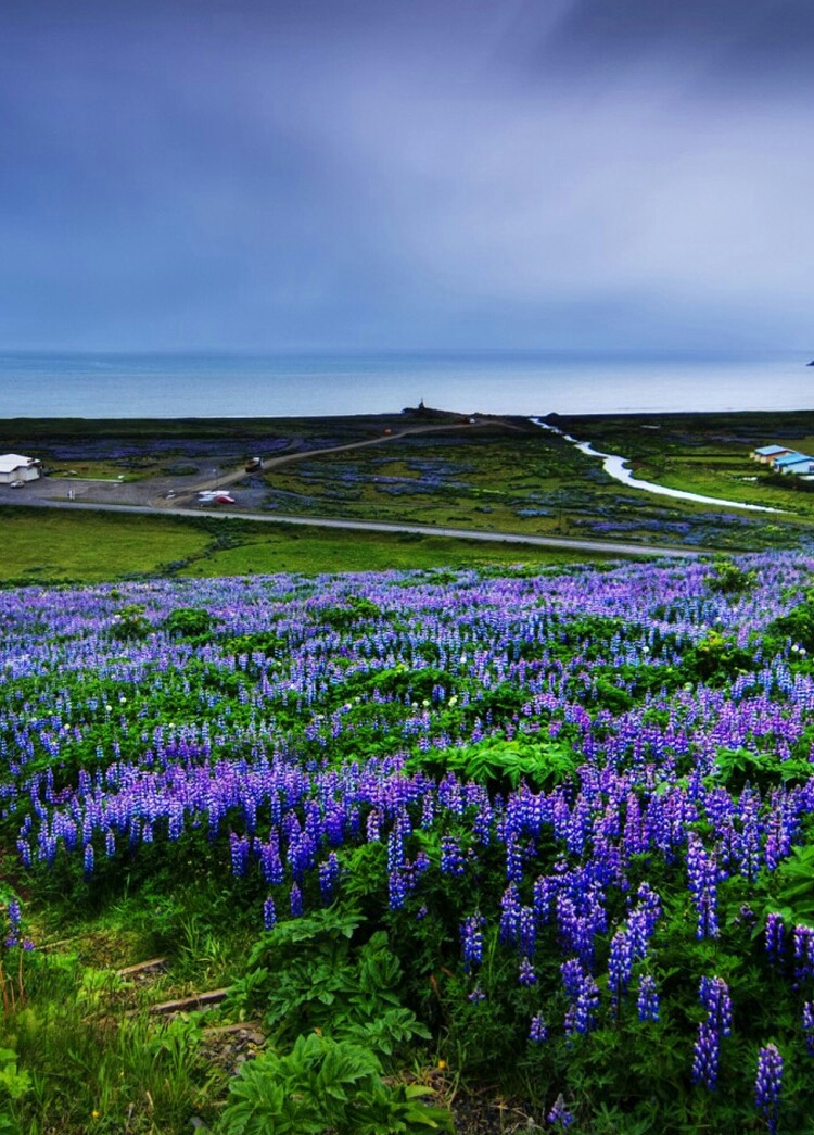 Iphone Bluebonnet - HD Wallpaper 