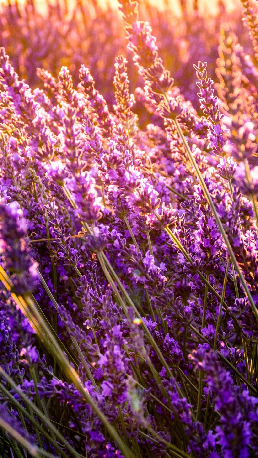 Iphone Wallpaper Beautiful Lavender Flowers, Sunshine - Flower Field Iphone Background - HD Wallpaper 