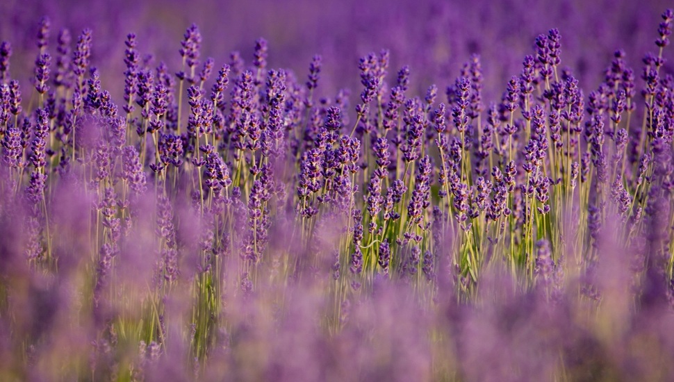 Lavender, Nature, Purple, Field, Lilac, Flowers Desktop - Lavender Wallpaper For Desktop Full Hd - HD Wallpaper 