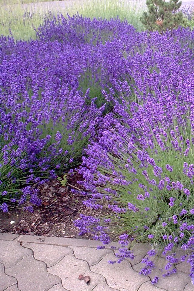 Lavender, Purple, Mood, Flower - Lavandula Angustifolia - HD Wallpaper 