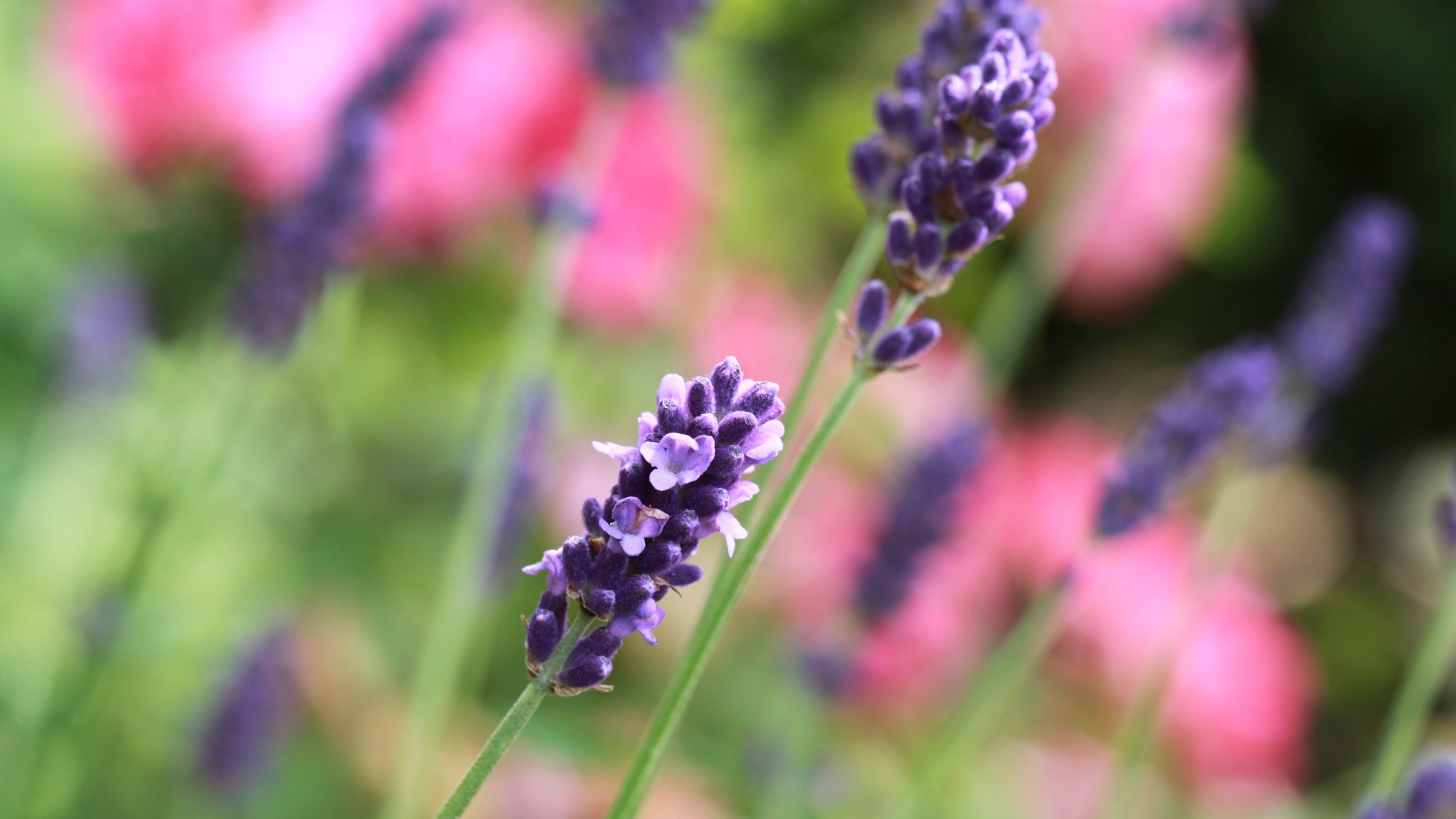 Lavender - HD Wallpaper 