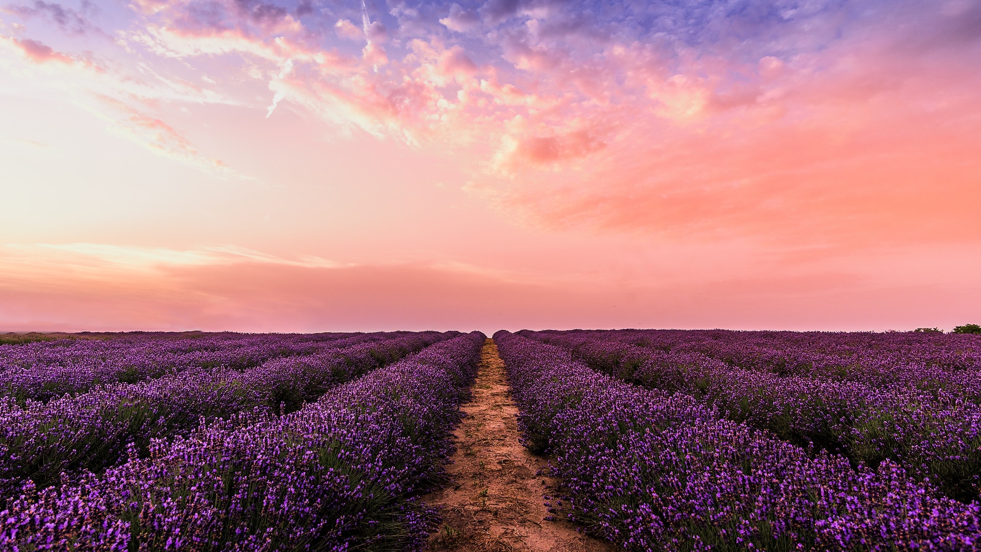 Lavender Field - HD Wallpaper 