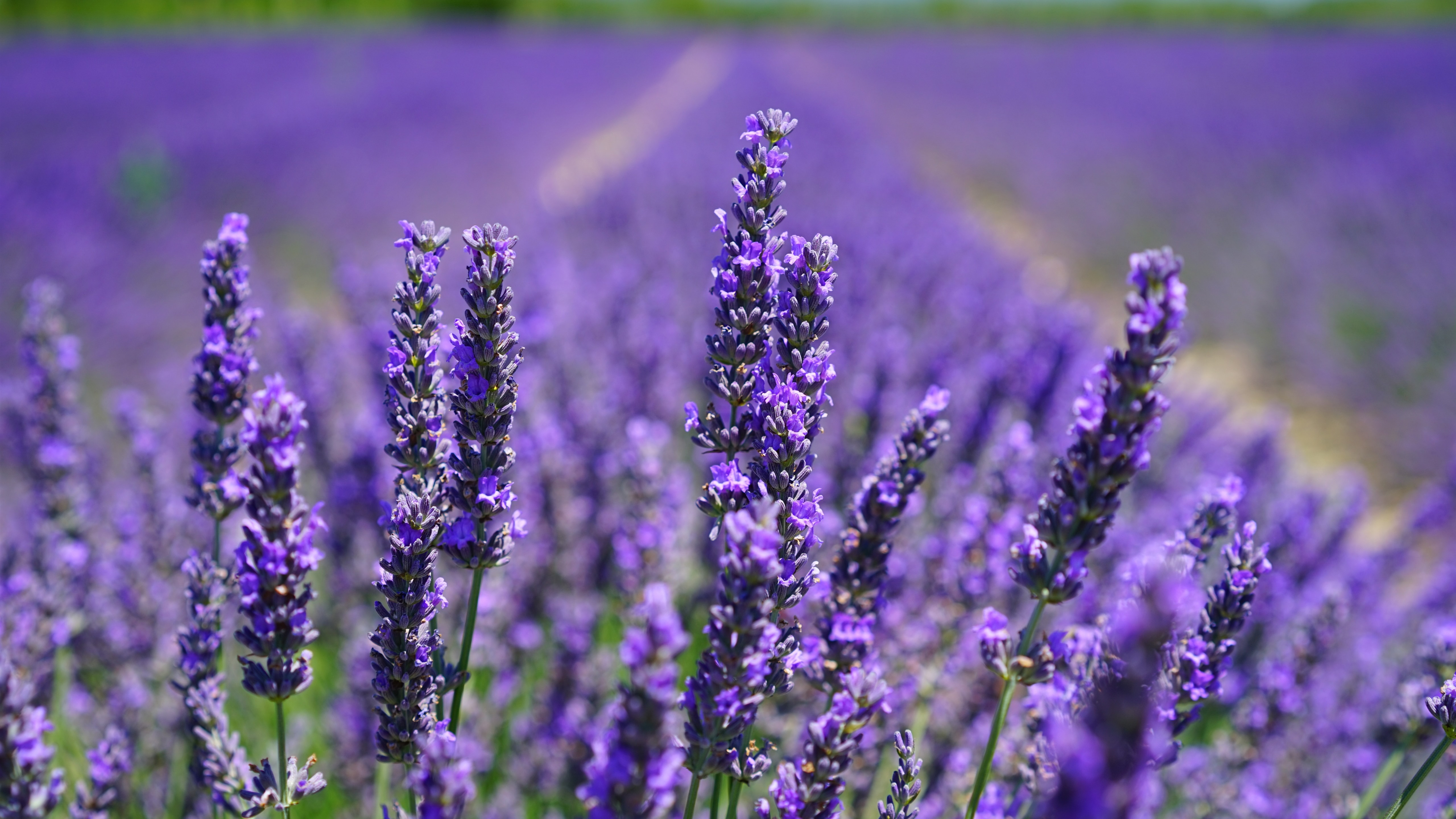 Wallpaper Purple Lavender Flowers Close-up, Flower - Lavender Health Benefits - HD Wallpaper 