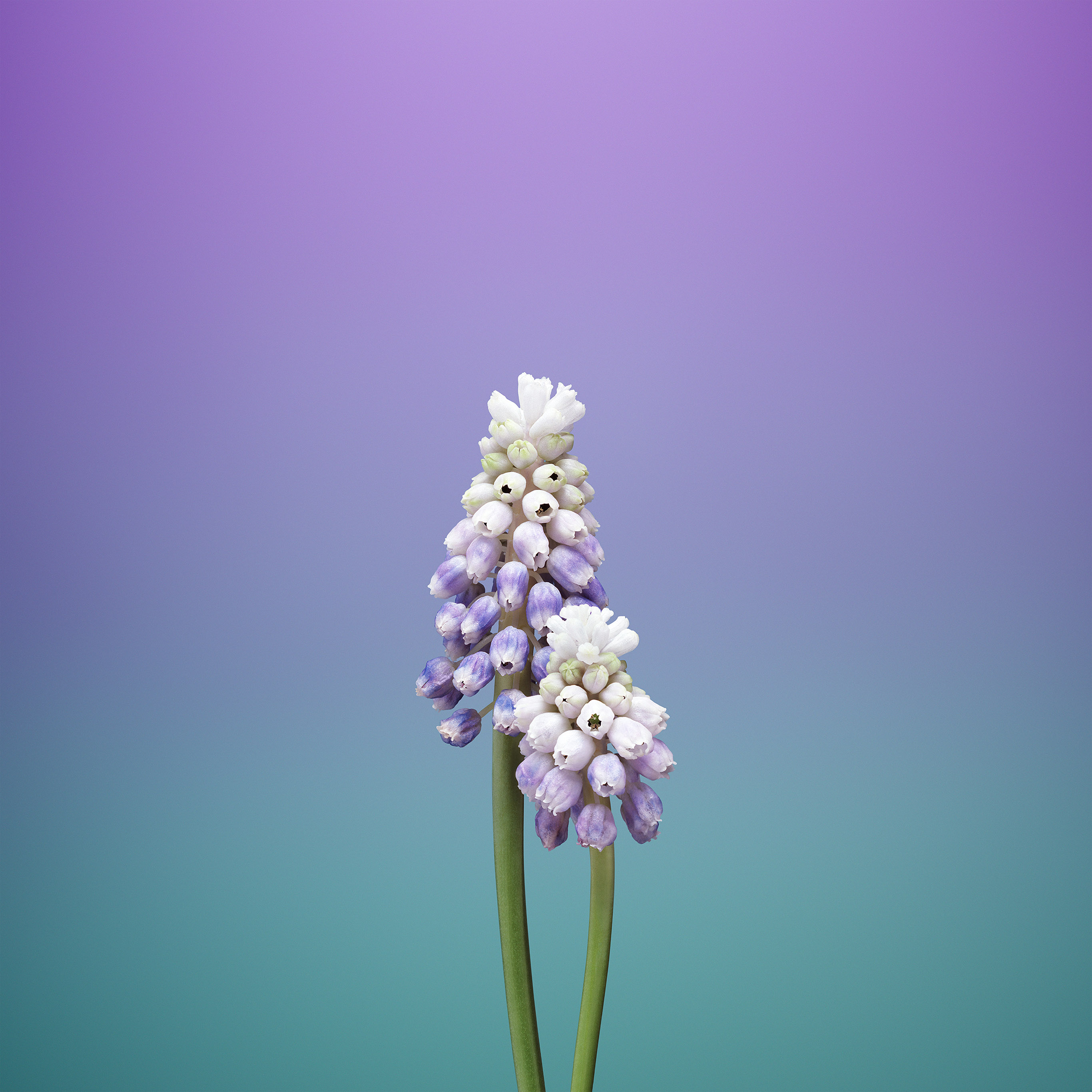 Ios 12 Wallpaper Flower - HD Wallpaper 