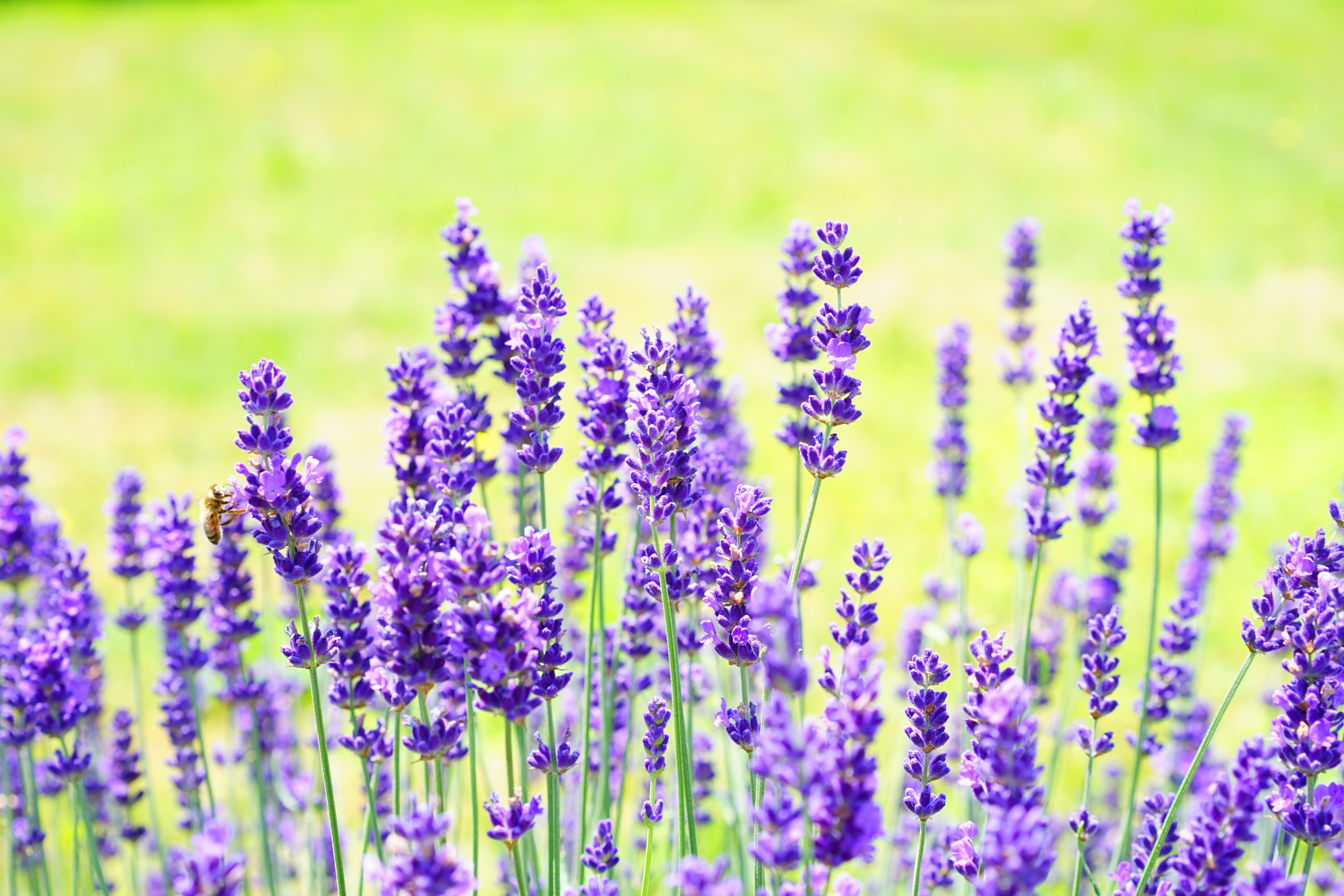 Lavender Flower - HD Wallpaper 