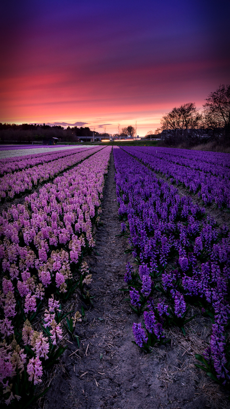 Lavender Field Wallpaper Iphone - HD Wallpaper 