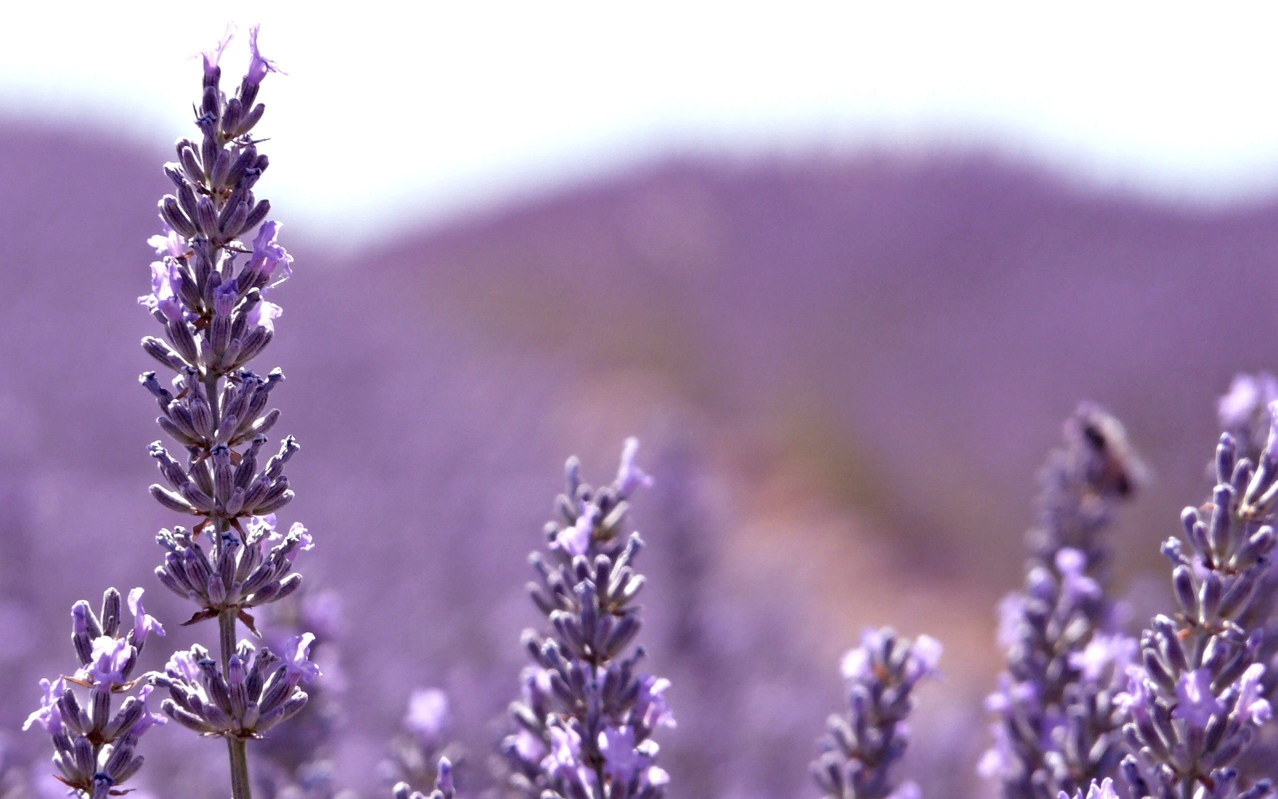 Lavender Desktop Background - HD Wallpaper 