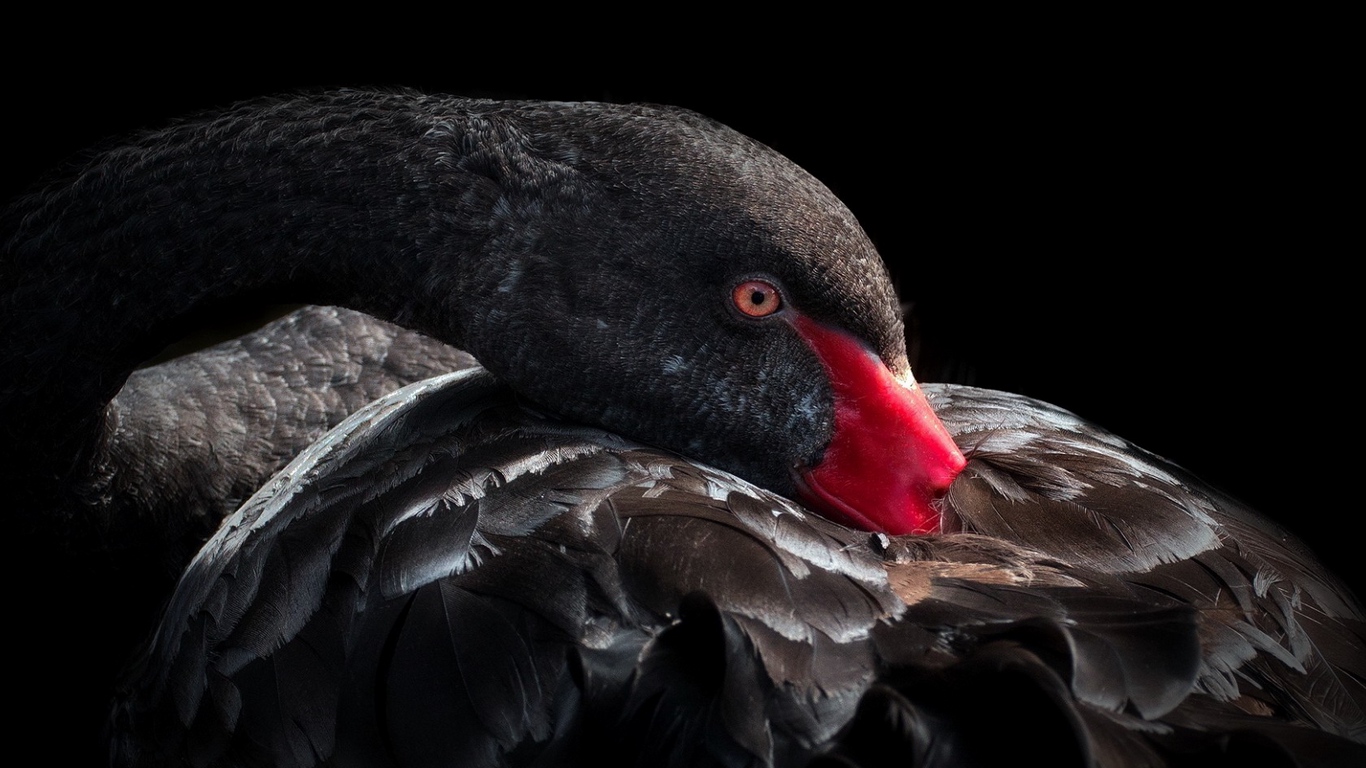 Wallpaper Black Swan, Bird, Beak, Feathers - Chuwi Aerobook - HD Wallpaper 