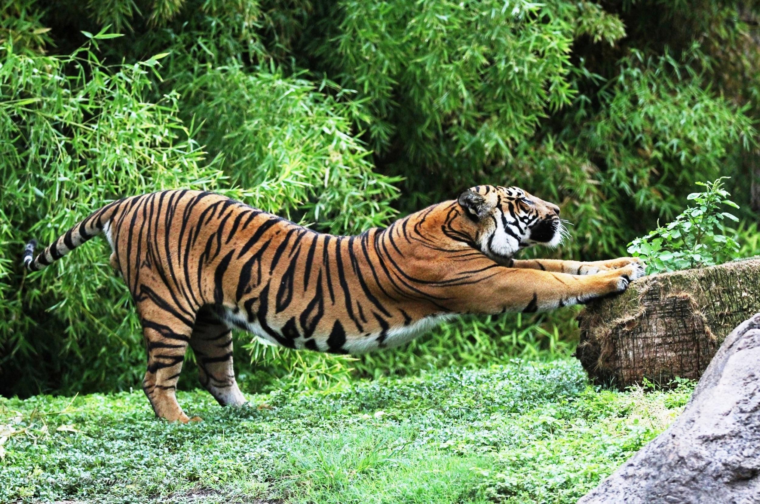 Tiger, Grass, Stretch - Wild Animal In The Forest - HD Wallpaper 