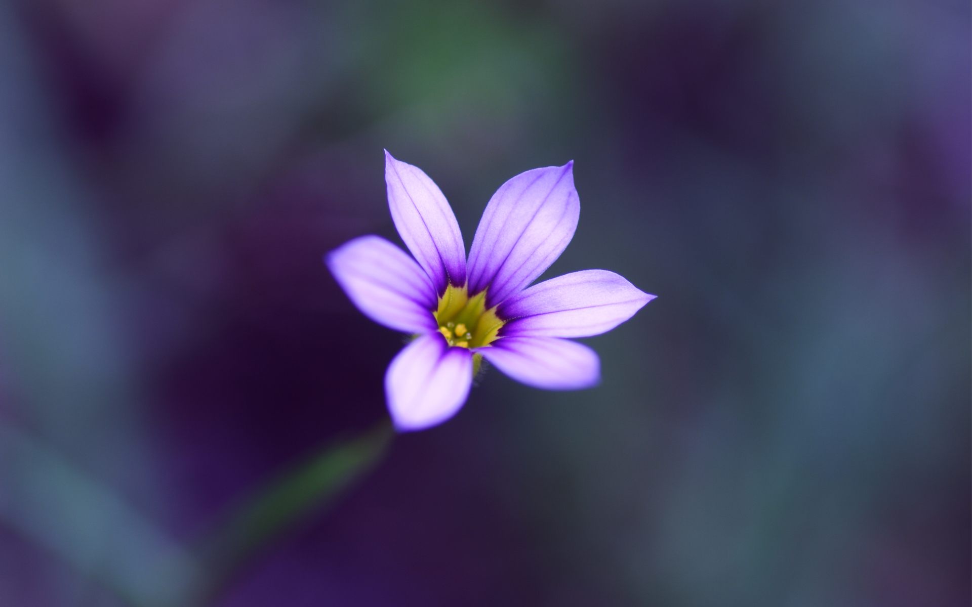 Single Flower Wallpaper Beautiful Single Flower Hd 1920x1200