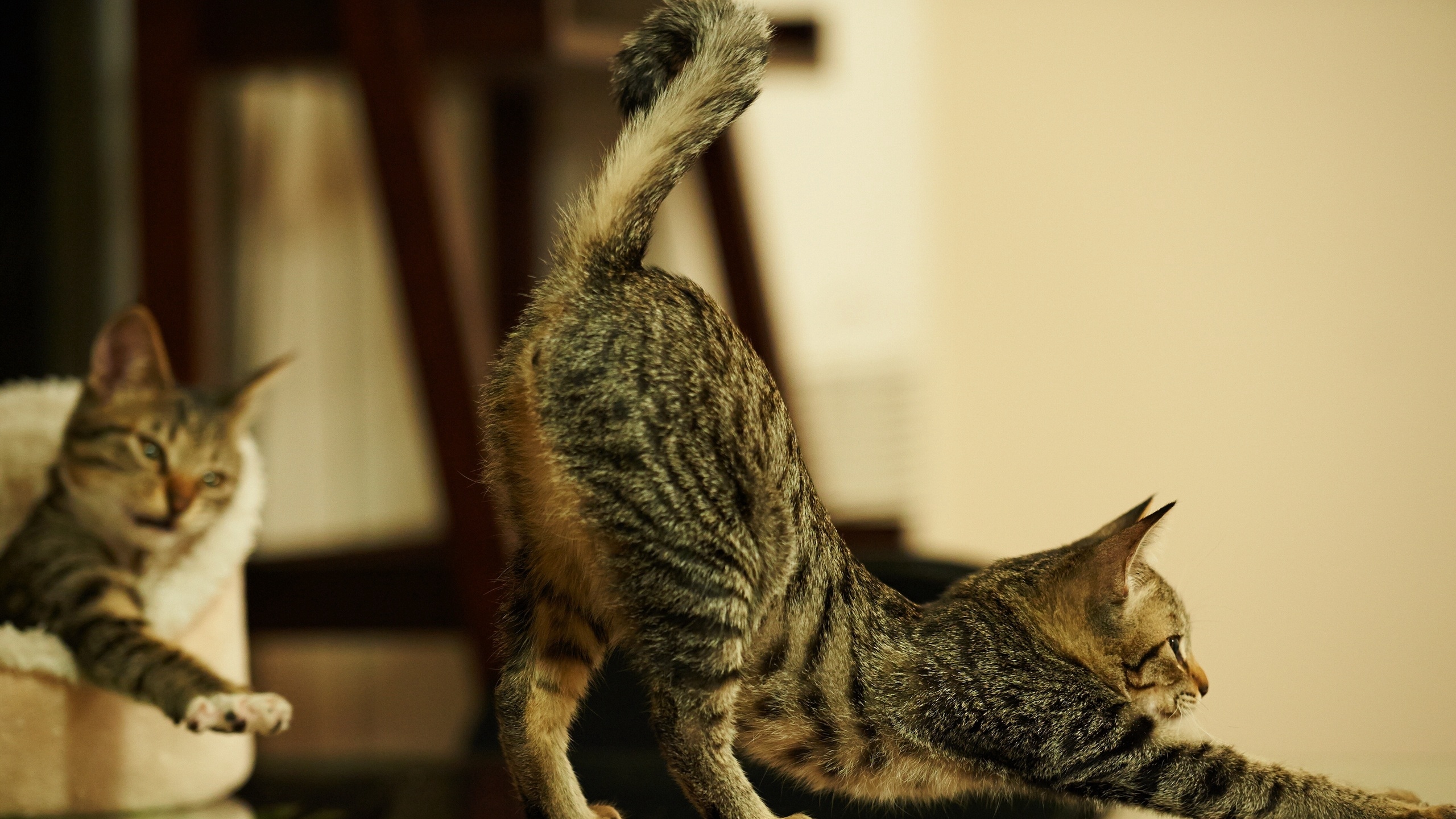Wallpaper Cats, Playful, Stretch - Кошка Виляет Хвостом - HD Wallpaper 