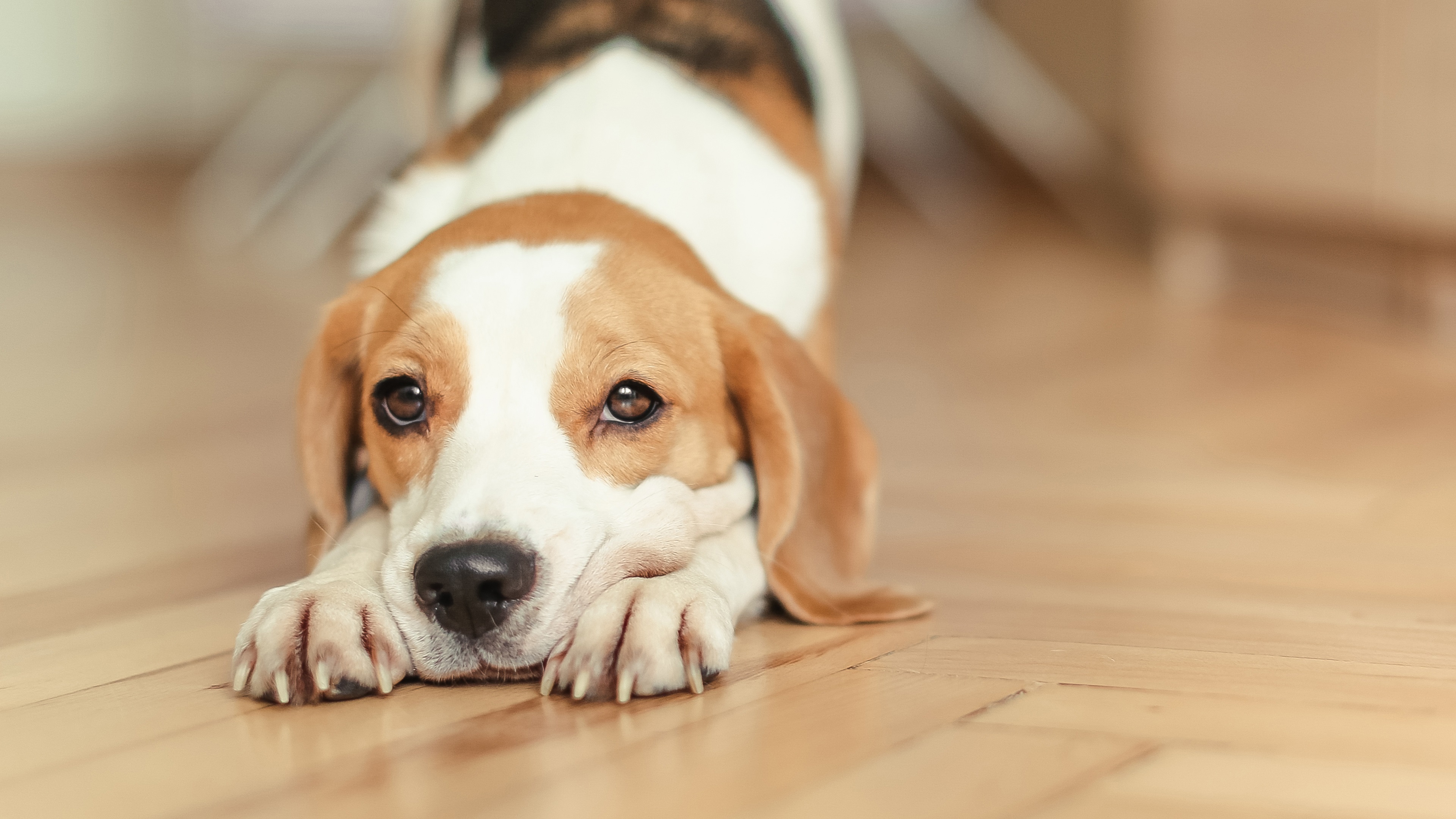 Wallpaper Beagle, Dog, Stretch - Beagle 4k - HD Wallpaper 