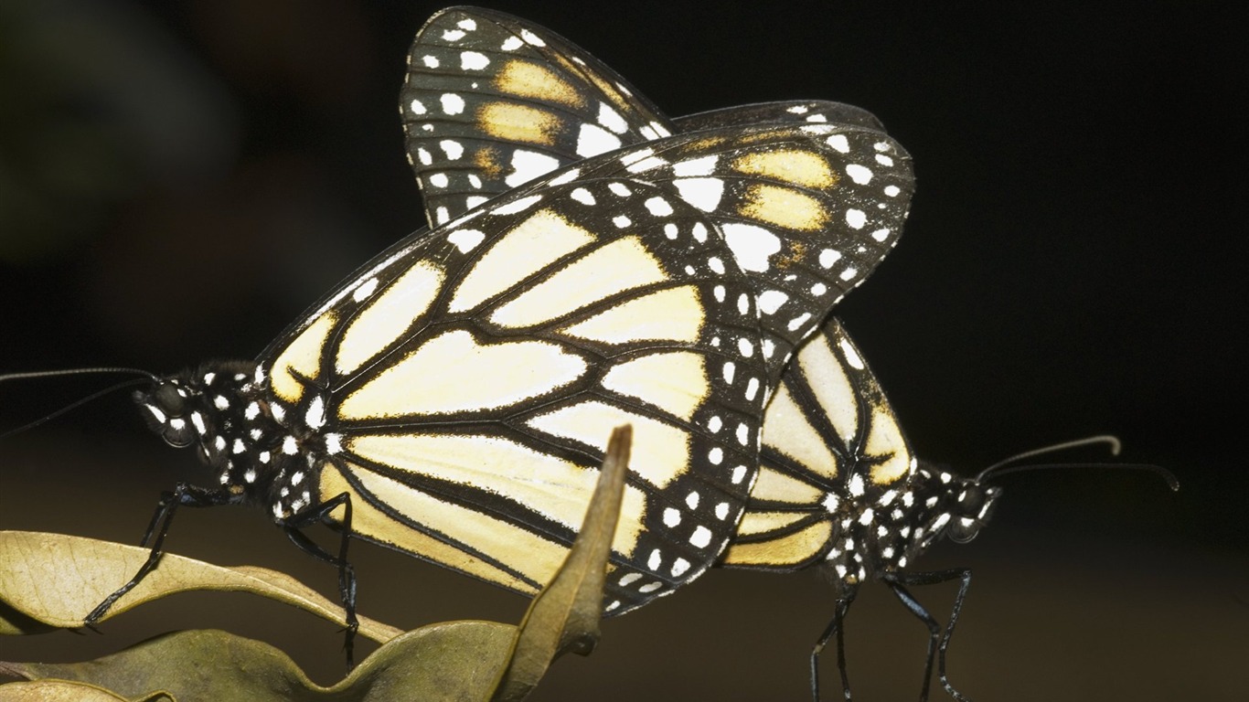 Butterfly Dual Wallpaper2011 - Monarch Butterfly - HD Wallpaper 