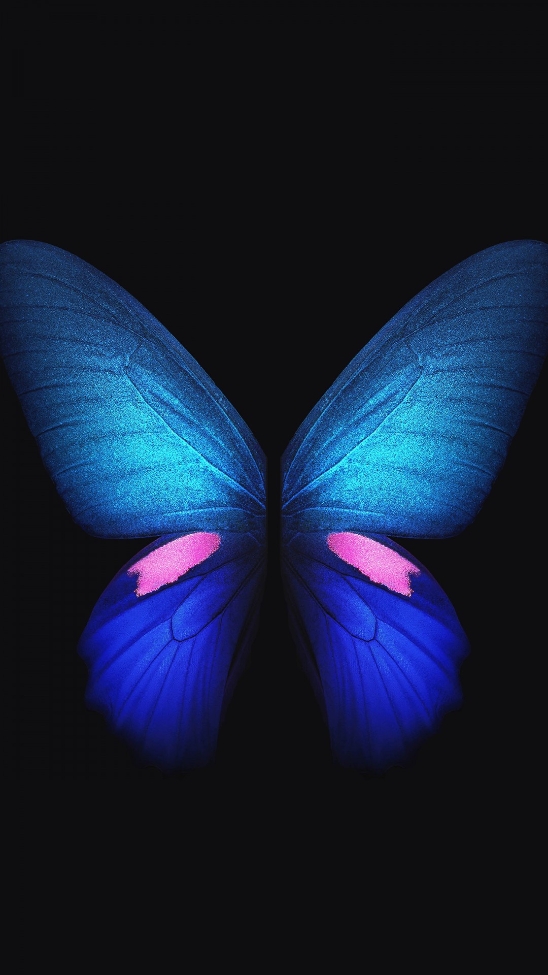 Butterfly 4k - HD Wallpaper 