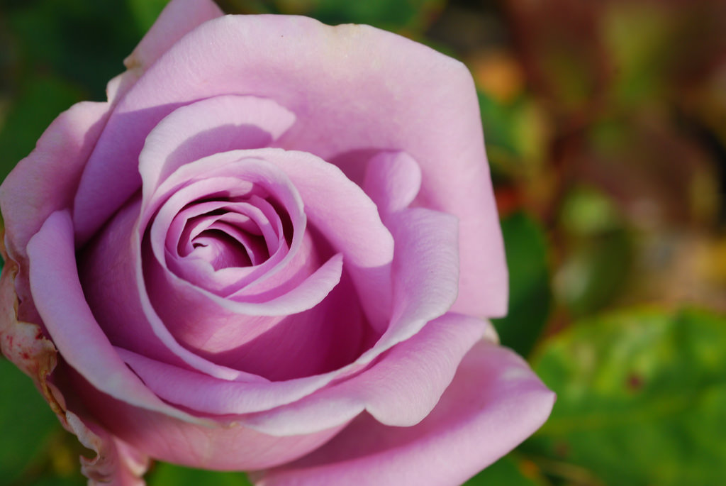 Lavender Roses Images - Garden Roses - HD Wallpaper 