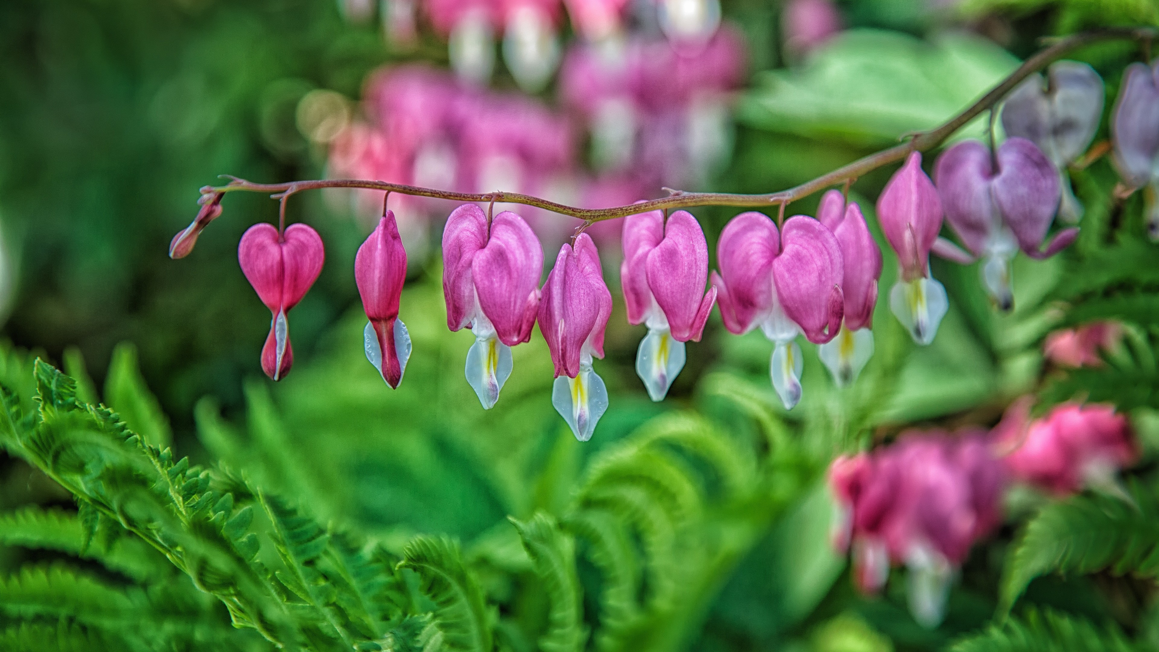 Bleeding Heart Wallpaper - HD Wallpaper 