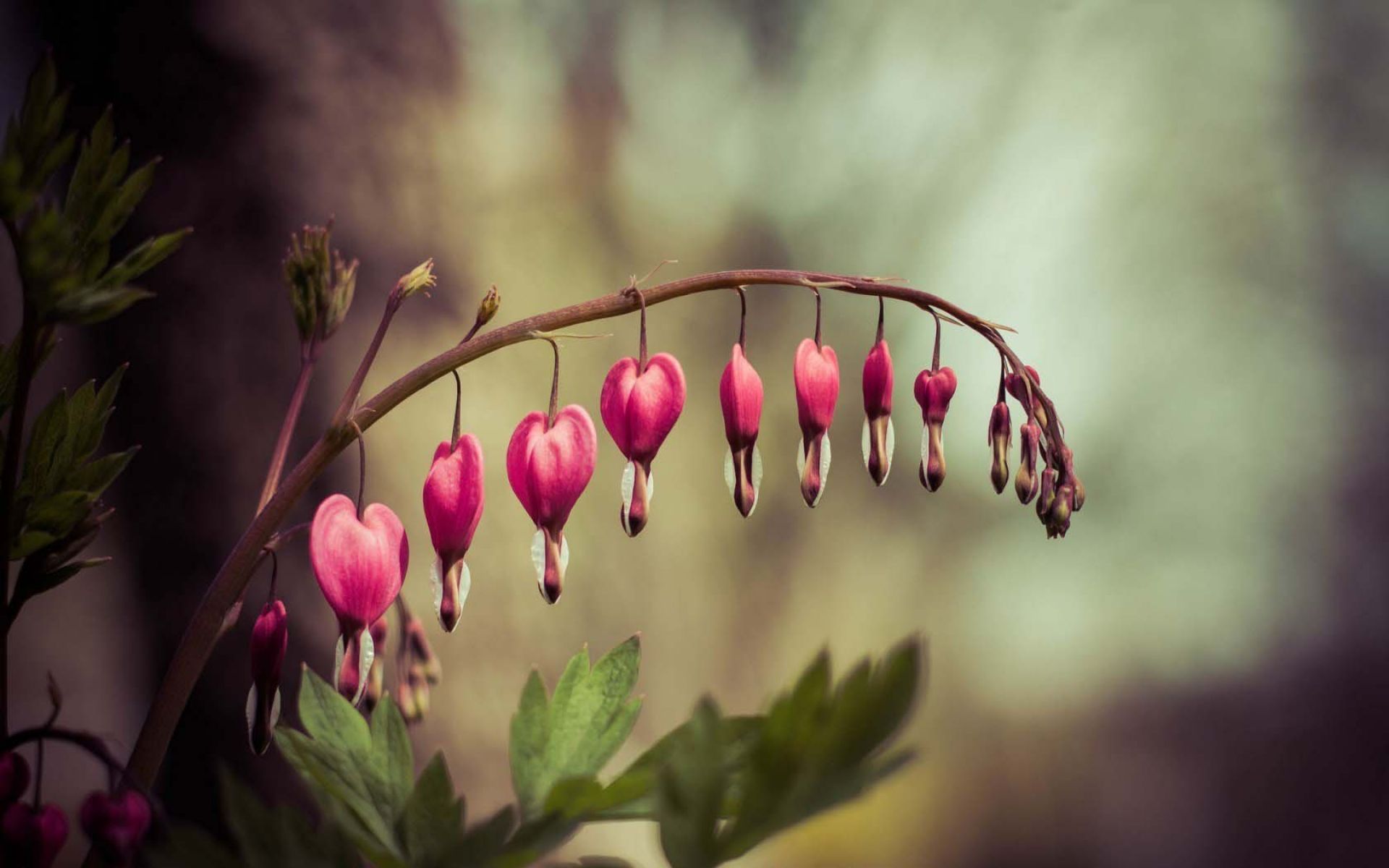 Dicentra Bleeding Heart Flower Nature Wallpaper Wallpaper - Bleeding Heart Wallpaper Flower - HD Wallpaper 