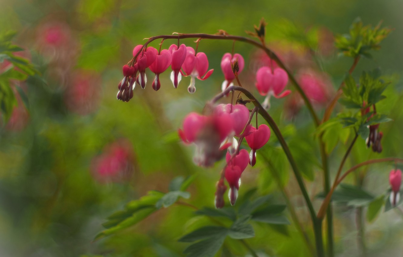 Photo Wallpaper Leaves, Flowers, Blur, Garden, Hearts, - Pacific Bleeding Heart - HD Wallpaper 