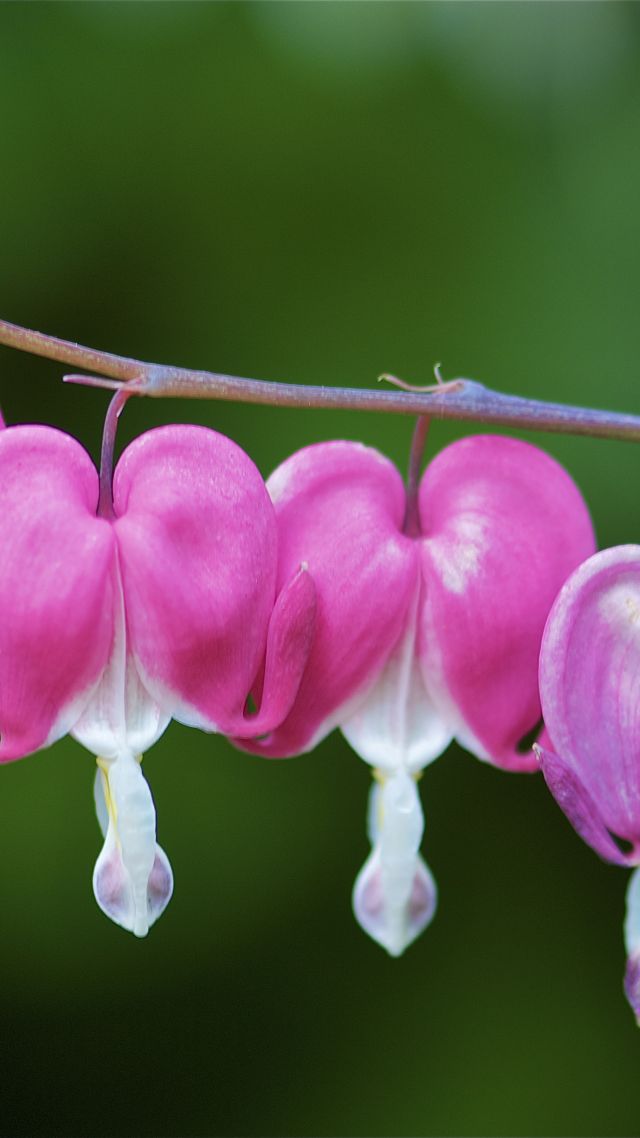 Bleeding Hearts, Flowers, 4k - Pacific Bleeding Heart - HD Wallpaper 